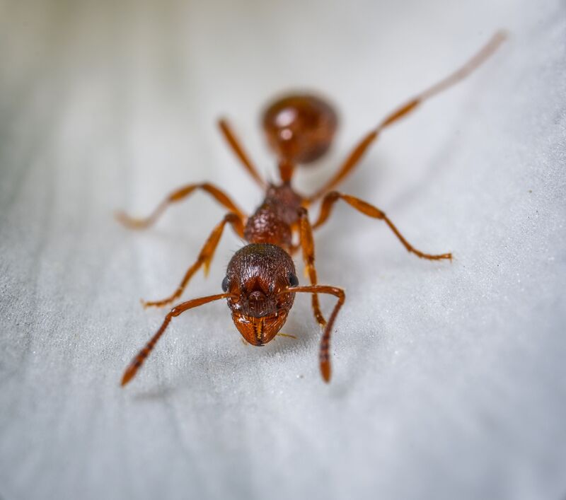 Ant & General Pest Control