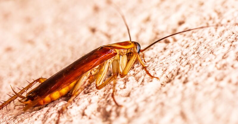 Cockroach Control