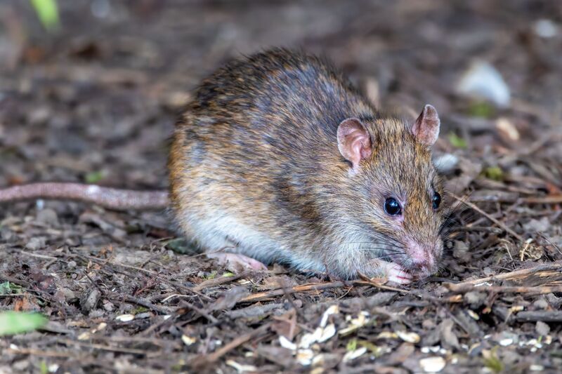 Rat Control