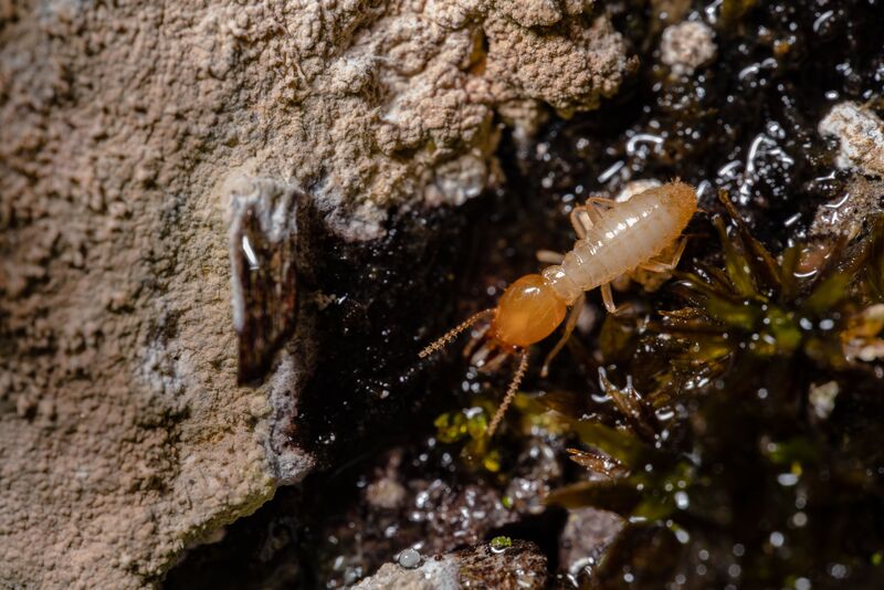 Termite Control